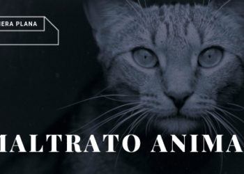 Maltrato animal