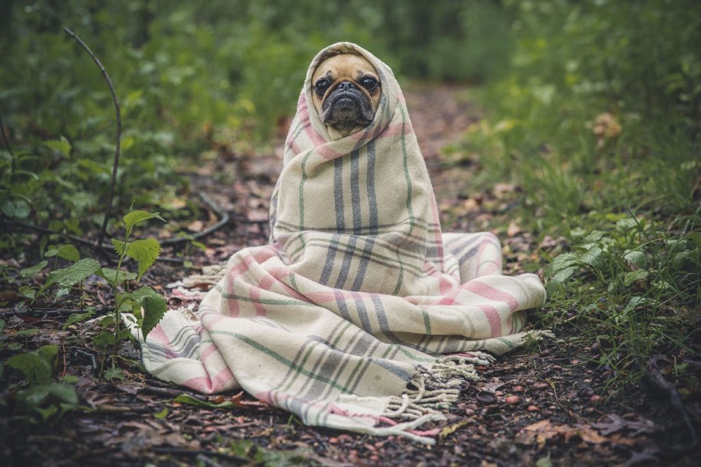 Homenajea a tu perro