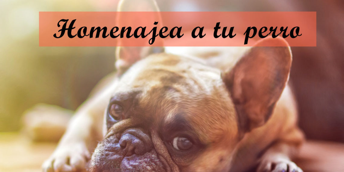 Homenajea a tu perro