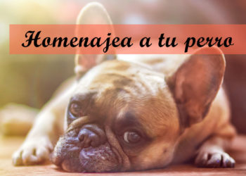 Homenajea a tu perro