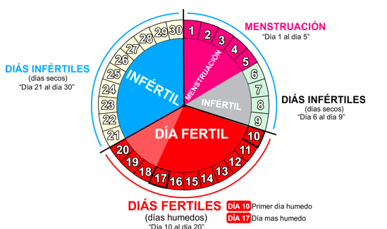 Ciclo de ovulacion de la mujer