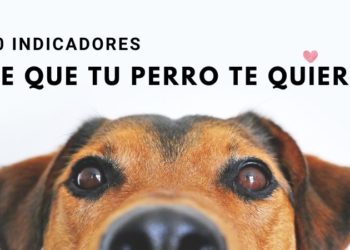 Cómo saber si tu perro te quiere