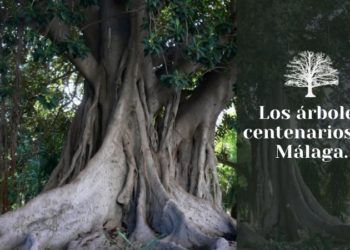 árboles centenarios de Málaga