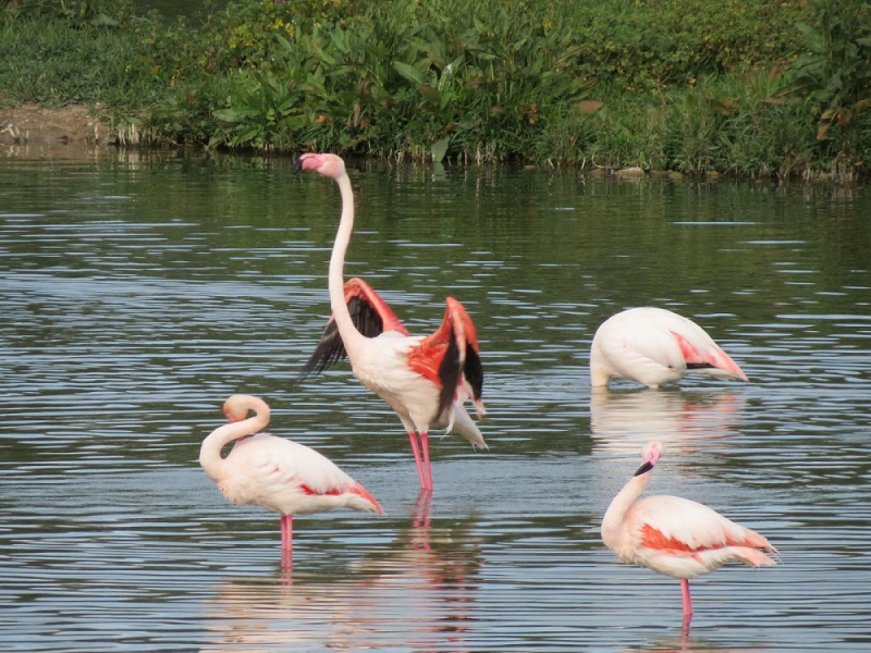 Laguna Fuente de Piedra