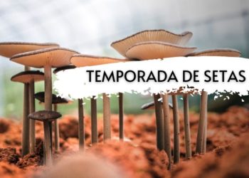 Temporada de setas
