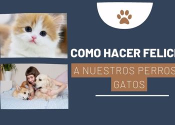 Consejos para hacer felices a nuestros perros y gatos
