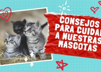 cuidar a nuestras mascotas
