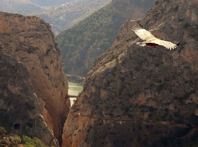 Caminito del Rey